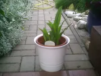 PIC00142.webp