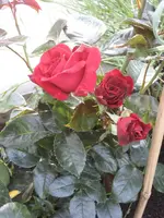 garten 09 002.webp