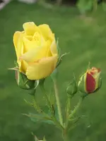 garten 09 004.webp