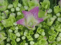 garten 09 008.webp