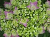 garten 09 009.webp