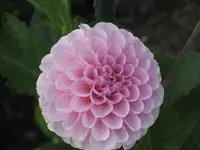 garten 09 012.webp