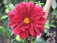 garten 09 014.webp