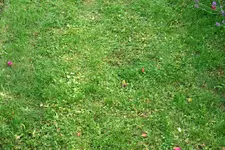 Banvel_L_01072009.webp