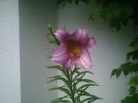PIC00144.webp
