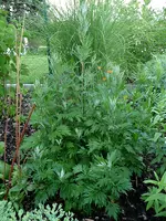 Unbekannte Staude beifuß1.webp Unbekannte Staude beifuß1.webp