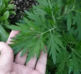 Unbekannte Staude beifuß2.webp Unbekannte Staude beifuß2.webp