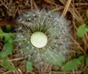 Herbst 2009 617 v.webp
