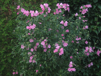 IMG_2014.webp