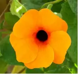 Blüten und .....2.webp