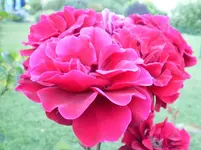 Blüten und ....webp