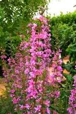 CIMG5651.webp
