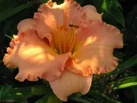 IMG_elisabeth salter_1024x768.webp