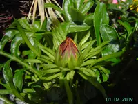 PICT3249.webp