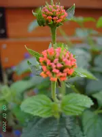 PICT3301.webp