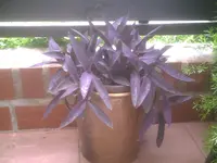 PIC00144.webp