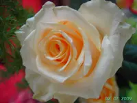 PICT3342.webp
