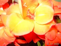 PICT3346.webp