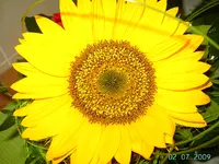 PICT3370.webp