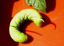 Ligusterschwrmer.webp