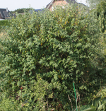 IMG_1787.webp