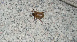 CIMG2817.webp