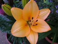 P1011908.webp
