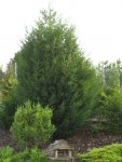 unbekannte_thuja_001.jpg