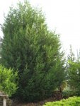 unbekannte_thuja_002.jpg