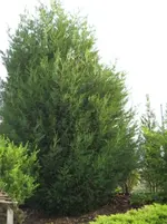 unbekannte_thuja_002.webp