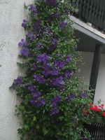 IMG_2015.webp