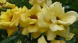 K800_P1020539.webp