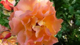 K800_P1020541.webp