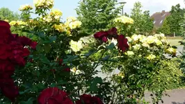 K800_P1020569.webp