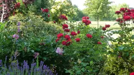 K800_P1020554.webp