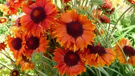 K800_P1020548.webp