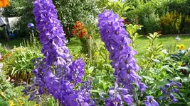 K800_P1020576.webp