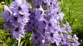 K800_P1020577.webp