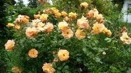 K800_P1020537.webp