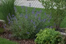 Bartblume _Blauer Spatz_.webp