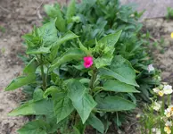 Wunderblume.webp Wunderblume.webp