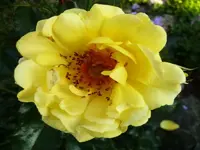 P1070093_800_600.webp