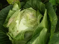 weißkohl_1.webp