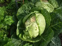 weißkohl_2.webp