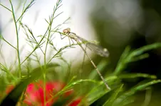 Libelle_001.webp
