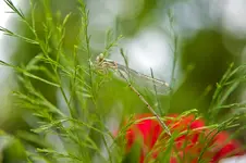 Libelle_002.webp
