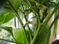 Paprika 006.webp