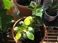 balkon, juni09 024.webp