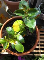 balkon, juni09 025.webp