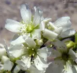 Dionaea_bluete.webp